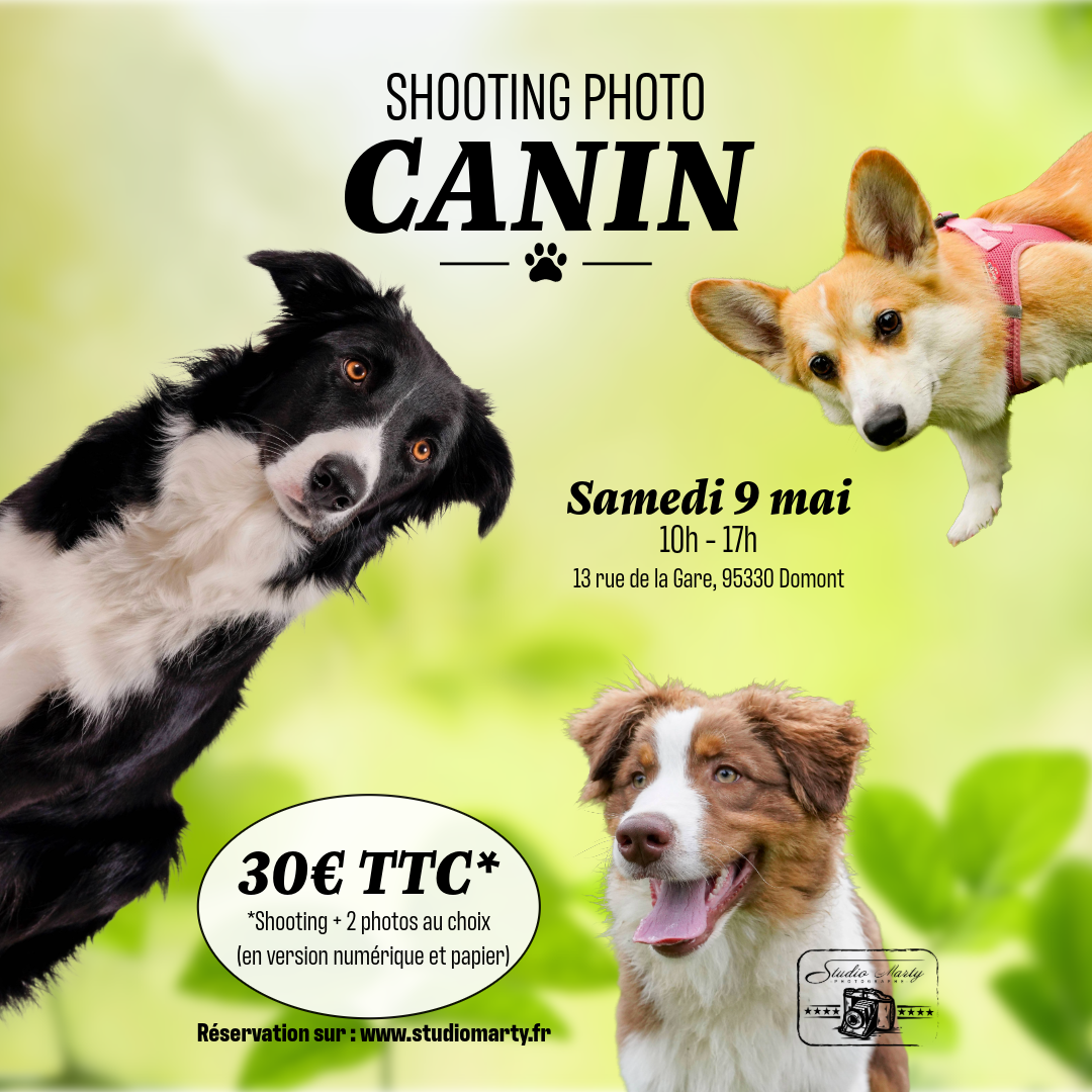 Journée Shooting photo canin